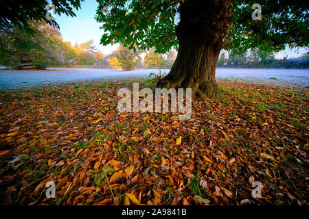 Châtaignes et motif de feuilles d'automne sous un marronnier sur une prairie givrée sous le bleu ciel du matin au lever du soleil en automne Banque D'Images