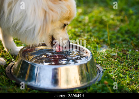 Spitz Pomeranian klein buvant dans le bol. Portrait en extérieur. Arrière-plan de discussion peu profondes Banque D'Images