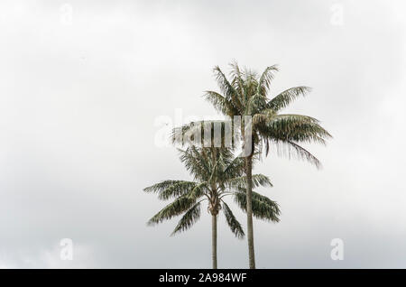Quindio, palmiers de cire Ceroxylon quindiuense, arbre national de la Colombie et la plus haute enregistrée dans le monde monocotylédones ; plus obscurci le ciel. Banque D'Images