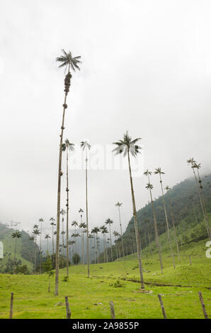 Beau paysage de la vallée de Cocora, avec palmiers, cire Quindio Ceroxylon quindiuense, arbre national de la Colombie. Banque D'Images