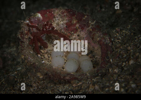 Crabe orang-outan (Achaïos japonicus) près d'œufs de seiches Metasepia pfefferi Flamboyant (). Sous-marines macro photo de plongée dans le Détroit de Lembeh, Banque D'Images