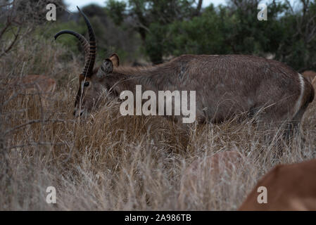 Waterbuck taureau avec une corne déformé Banque D'Images