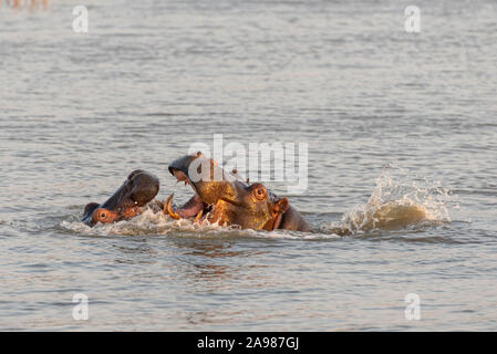 Deux hippopotames combats dans une rivière dans le parc isimangaliso Wetland Park, Afrique du Sud Banque D'Images