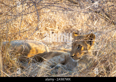 Portrait d'un lion cub de détente dans l'herbe de la savane africaine Banque D'Images