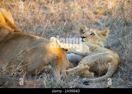 Portrait d'un lion et sa mère de jouer les uns avec les autres dans la savane africaine Banque D'Images