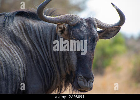 Portrait d'une des gnous dans la savane africaine Banque D'Images