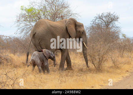 Un petit éléphant marche à côté de sa mère à travers la savane africaine Banque D'Images