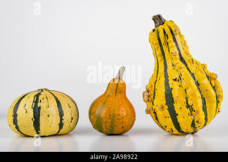 Citrouille décorative sur un tableau blanc. Les légumes cultivés dans un jardin familial. Fond clair. Banque D'Images