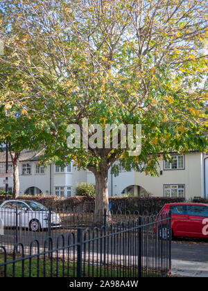 Wingnut caucasienne (Elaeagnus commutata), arbres de rue Wilson Grove, London Bridge, Londres SE1 Banque D'Images