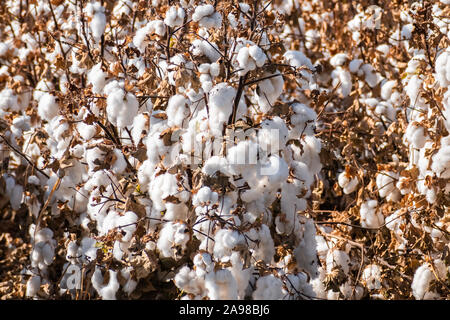 Des plants de coton Prêt pour la récolte sur un champ dans le centre de la Californie Banque D'Images