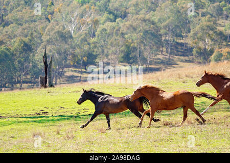 Un Troupeau De Chevaux Sauvages Fortes Et Rapides A Travers Les Plaines D Une Belle Vallee Photo Stock Alamy