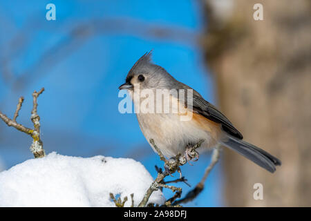 Mésange bicolore (Baeolophus bicolor) perché sur une branche en hiver. Banque D'Images