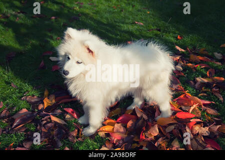 Chiot samoyède sur la pelouse à l'automne Banque D'Images