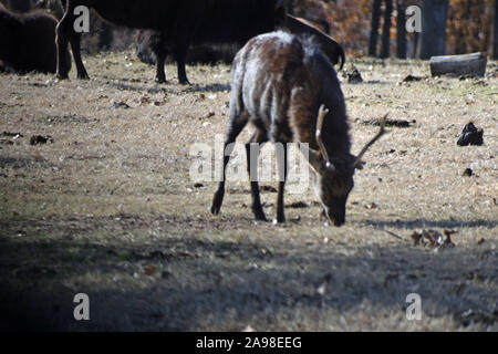Dans le domaine des Cerfs Banque D'Images