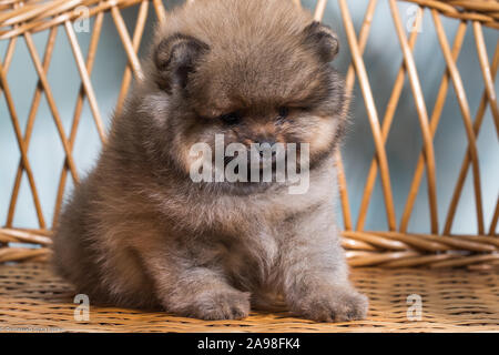 Chiot triste. Chiot mignon de Spitz Pomeranian miniature Zwergspitz Spitz nain ou sur une chaise. Petit chien est de deux mois. Banque D'Images