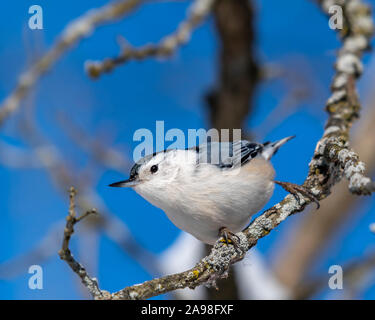 Sittelle à poitrine blanche (Sitta carolinensis) sur un arbre en hiver. Banque D'Images