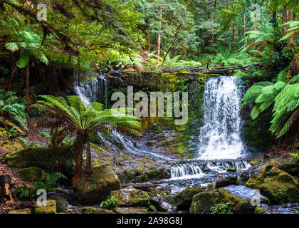 Petites chutes dans la forêt pluviale de Tasmanie cascade au-dessus d'une falaise et de convergence Banque D'Images