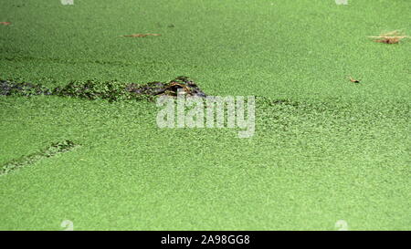JACKSONVILLE, FL, USA- OCT, 23, 2017: Un alligator nageant dans un étang en floride- éditorial seulement Banque D'Images