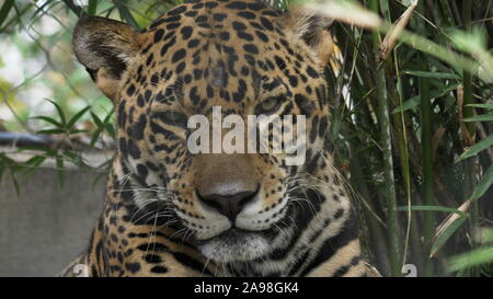 JACKSONVILLE, Floride, États-Unis - OCT, 23, 2017 : vue rapprochée d'une jaguar assis et reposant - éditorial uniquement Banque D'Images
