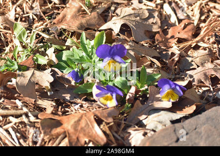 Violet Banque D'Images