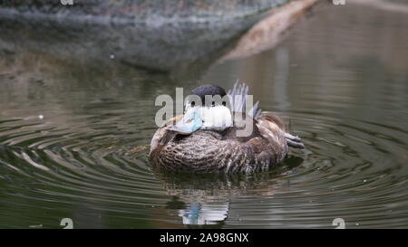 JACKSONVILLE, FL, USA- OCT, 23, 2017: Un canard à la dérive flottant sur un étang - usage éditorial seulement Banque D'Images