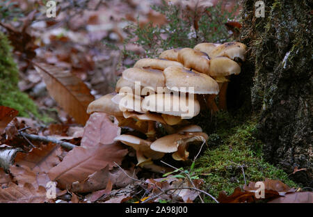 Gros plan sur une grande famille de champignons se blottit contre un arbre dans une forêt de Touraine, France. Famille de champignons blottis contre un arbre. Banque D'Images