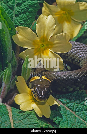 SERPENT NATRIX natrix reposant sur des fleurs jaunes de Primrose (Primula vulgaris). Ressort. Émergence de l'hibernation. Thermorégulation. Banque D'Images