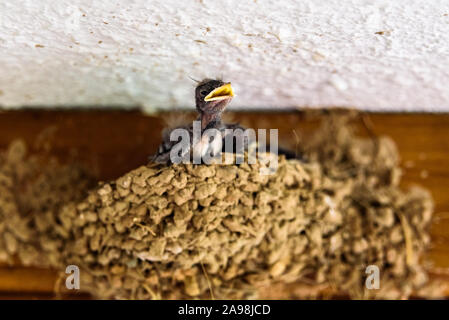 Groupe de poussins d'hirondelles, Hirundo rustica, l'intérieur de leur nid fait de boue, en attente de leur mère. Banque D'Images