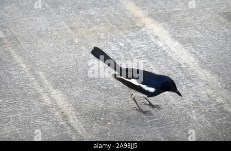 Oriental mâle pie-robin (copsychus saularis) manger des miettes de pain à partir de la chaussée à Xiamen, Chine Banque D'Images