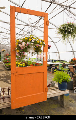 Cadre de porte en bois peint orange suspendu et paniers suspendus avec fleurs mélangées dans une serre commerciale encadrée en acier. Banque D'Images