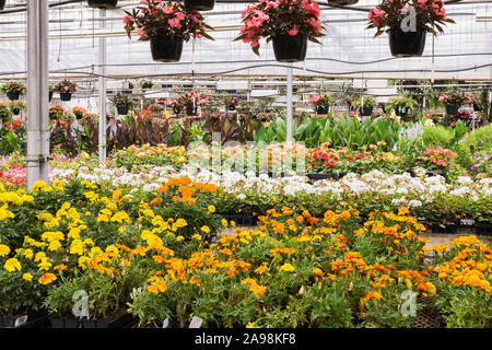 Paniers suspendus d'Impatiens roses au-dessus des tables avec des Tagetes orange et jaune - Marigold, blanc Pelargonium - fleurs de Geranium croissant n serre. Banque D'Images