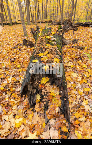 La forêt de feuillus, de pépinière, journal de l'automne, Minnesota, USA, par Dominique Braud/Dembinsky Assoc Photo Banque D'Images