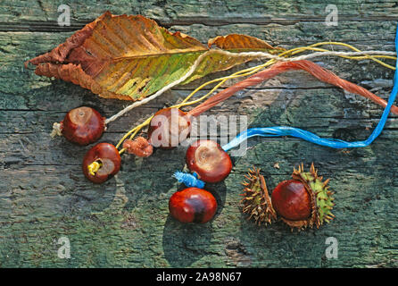Horse-Chestnut, fruits pour jouer conkers (Aesculus hippocastanum). Conkers forés et cordes de couleur vers le haut. Banque D'Images
