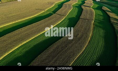 Vue aérienne de terres agricoles rurales et des paysages variés au coucher du soleil avec le maïs et la luzerne, les contours des cultures, à l'extérieur de Monroe, Wisconsin, États-Unis Banque D'Images