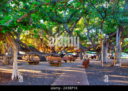 Célèbre Banyan Tree au centre-ville d'Lahain sur Maui. Banque D'Images