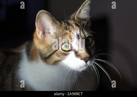 Beau chat calico profil, curieux avec perky moustaches Banque D'Images