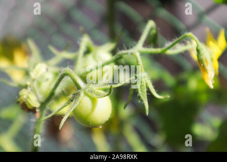 Close-up d'un plant de tomate avec un fruit encore immatures et quelques fleurs en arrière-plan n'est pas mise au point Banque D'Images