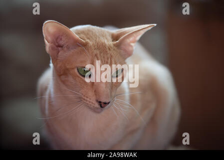 Red Ginger cat oriental avec des yeux vert clair assis libre Banque D'Images