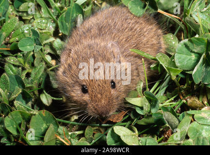 ORKNEY VOLE Microtus arvalis orcadensis forme plus petite et plus claire sur l'île de Westray, Orkney, Écosse. Isolement et évolution à long terme Banque D'Images