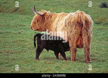 HIGHLAND COW & sucette veau noir . Forme jaune de race avec veau noir, rerévérant à la couleur probable originale de race. Orkney, Écosse Banque D'Images