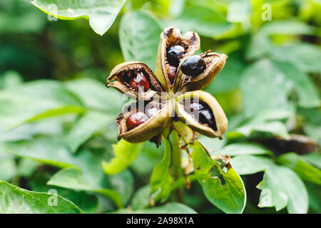 Paeonia suffruticosa seeds en étoile. Fleur de pivoine et semences d'arbres sur les feuilles vertes. Paeonia, arbuste semi-symbole dans la culture chinoise. Graines de Banque D'Images