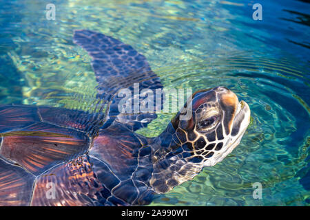 Tortue de mer verte Maui Hawaii Banque D'Images