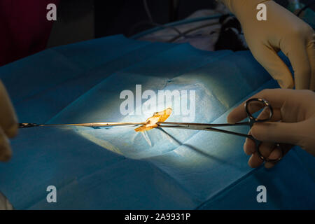 Incision chirurgicale avec pinces de dissection et d'un bistouri électrique l'abdomen de chat dans une chirurgie de stérilisation Banque D'Images