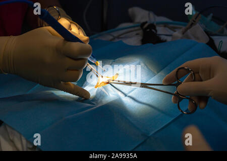 Incision chirurgicale avec pinces de dissection et d'un bistouri électrique l'abdomen de chat dans une chirurgie de stérilisation Banque D'Images