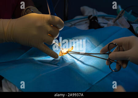 Incision chirurgicale avec pinces de dissection et d'un bistouri électrique l'abdomen de chat dans une chirurgie de stérilisation Banque D'Images