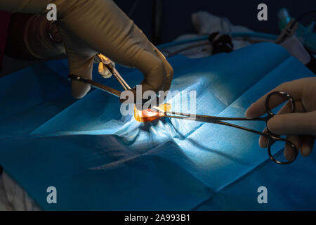 Incision chirurgicale avec pinces de dissection et d'un bistouri électrique l'abdomen de chat dans une chirurgie de stérilisation Banque D'Images