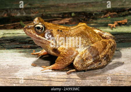 Grenouille ROUSSE Rana temporaria montrant la lumière de la pigmentation de la peau résultant d'être conservés dans un environnement lumineux. Voir l'IMAGE ID : 2A993H6 pour la comparaison. Banque D'Images