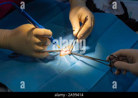 Incision chirurgicale avec pinces de dissection et d'un bistouri électrique l'abdomen de chat dans une chirurgie de stérilisation Banque D'Images
