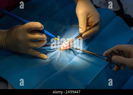 Incision chirurgicale avec pinces de dissection et d'un bistouri électrique l'abdomen de chat dans une chirurgie de stérilisation Banque D'Images