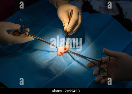 Incision chirurgicale avec pinces de dissection et d'un bistouri électrique l'abdomen de chat dans une chirurgie de stérilisation Banque D'Images